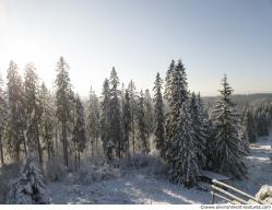 Photo Textures of Background Forest